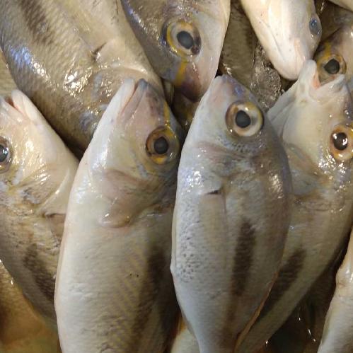 Ikan pasir pasir