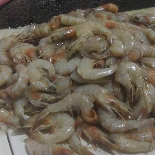 Udang Laut 90000 Kg