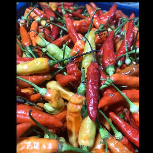 Cabe caplak / geprek / setan