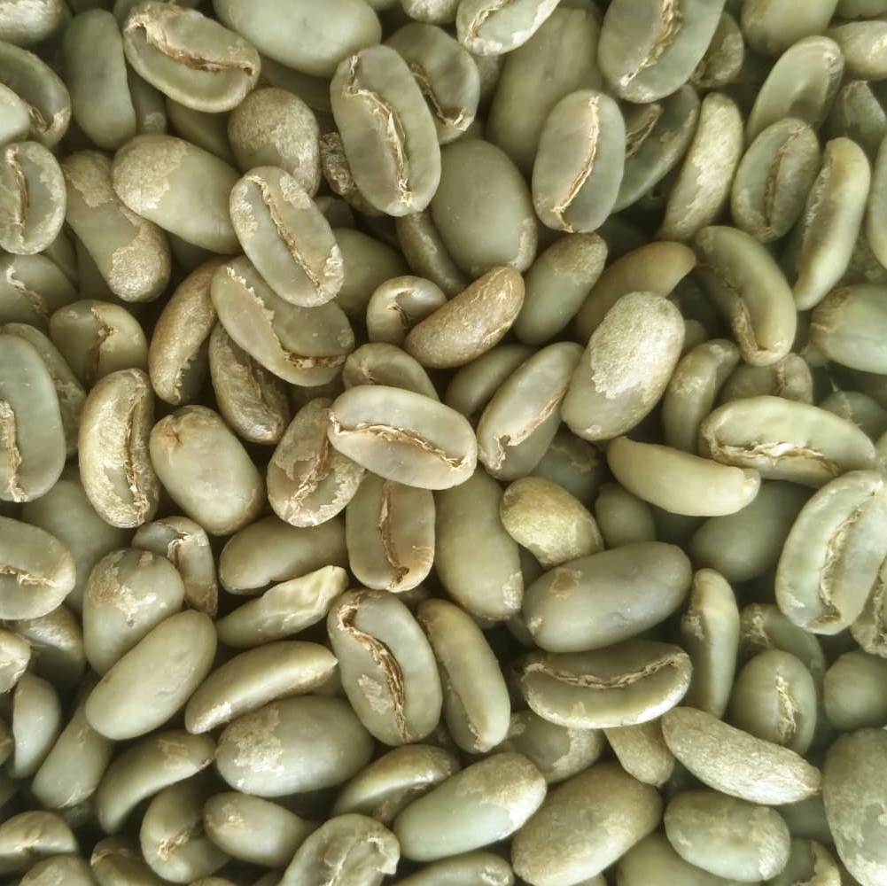 Gayo Full Wash Maragogipe